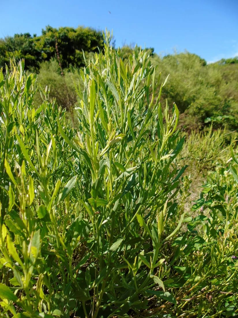 Baccharis spicata