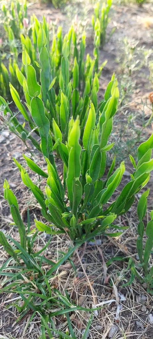 Carqueja