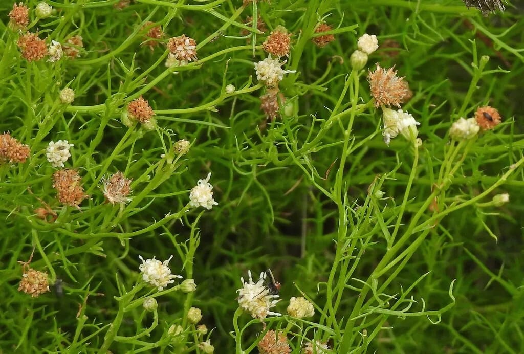 Yerba de la oveja