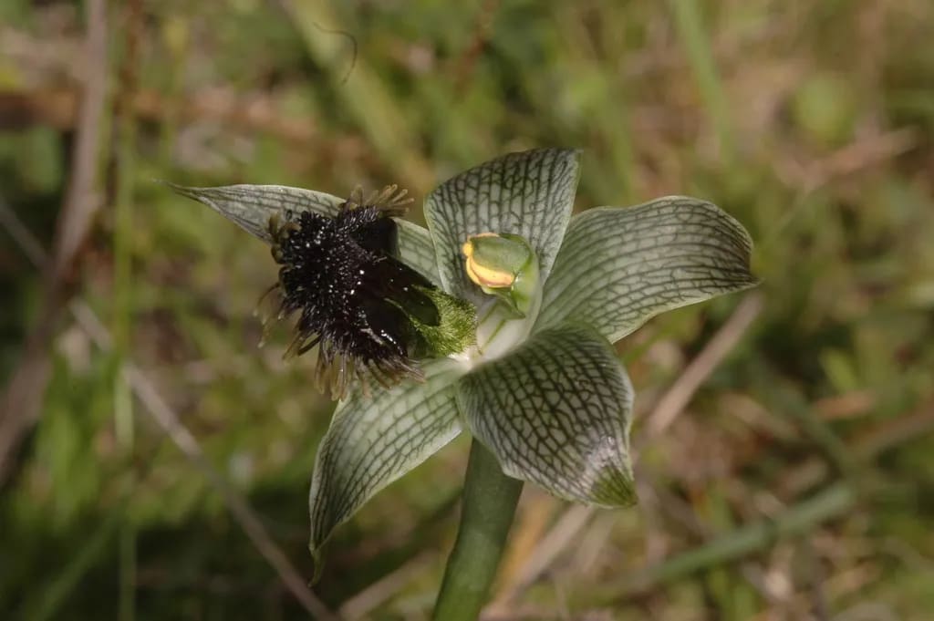 Bipinnula penicillata