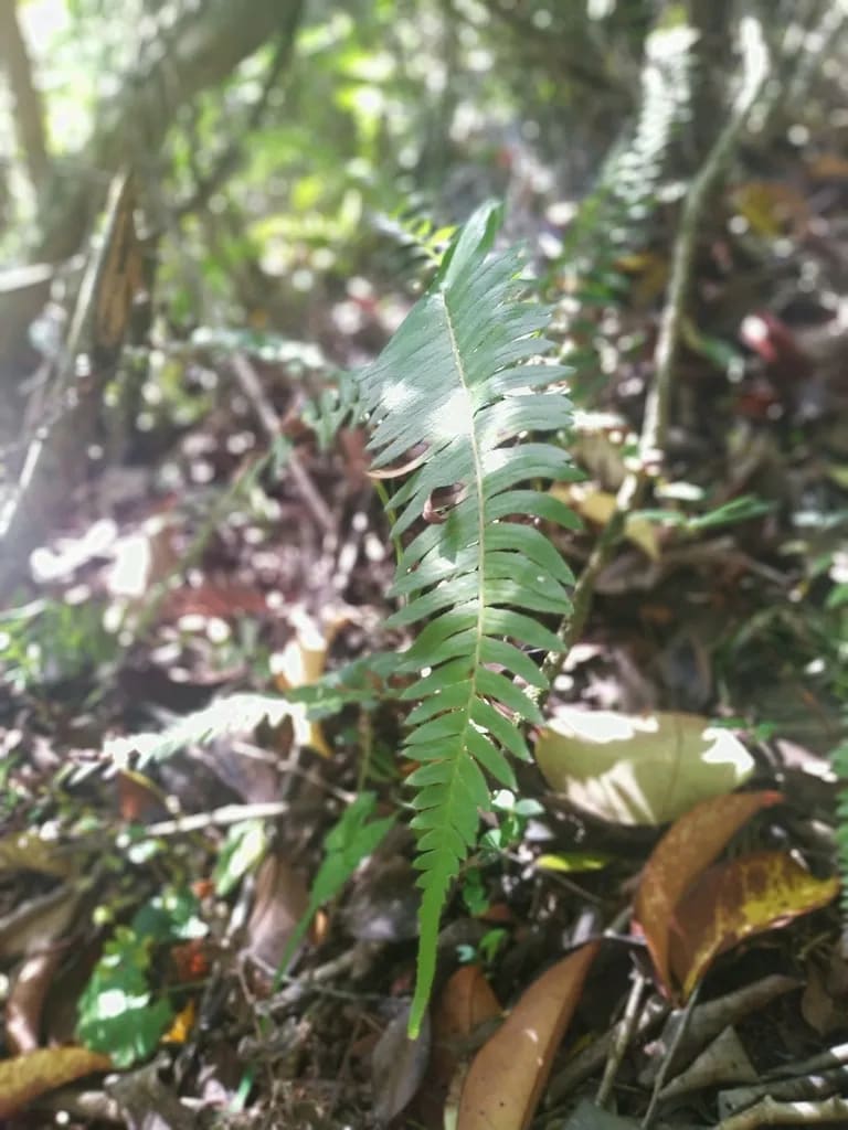 Blechnum auriculatum