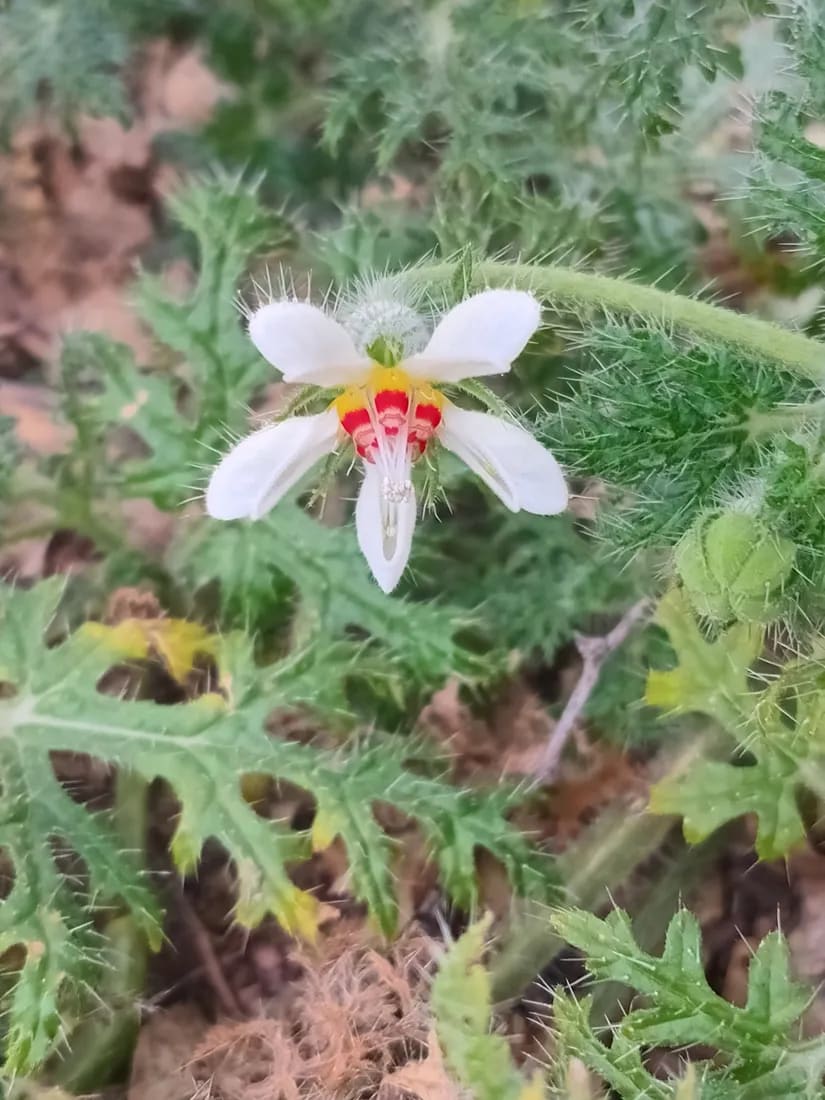 Blumenbachia insignis