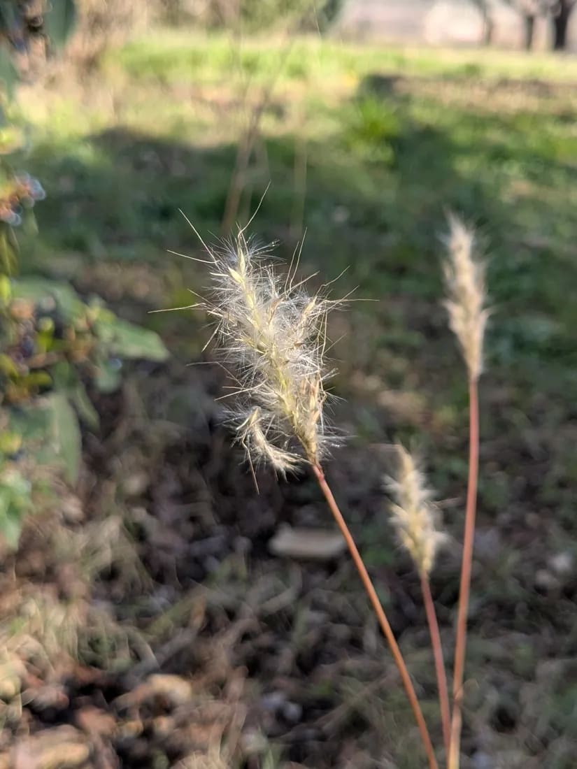 Bothriochloa barbinodis