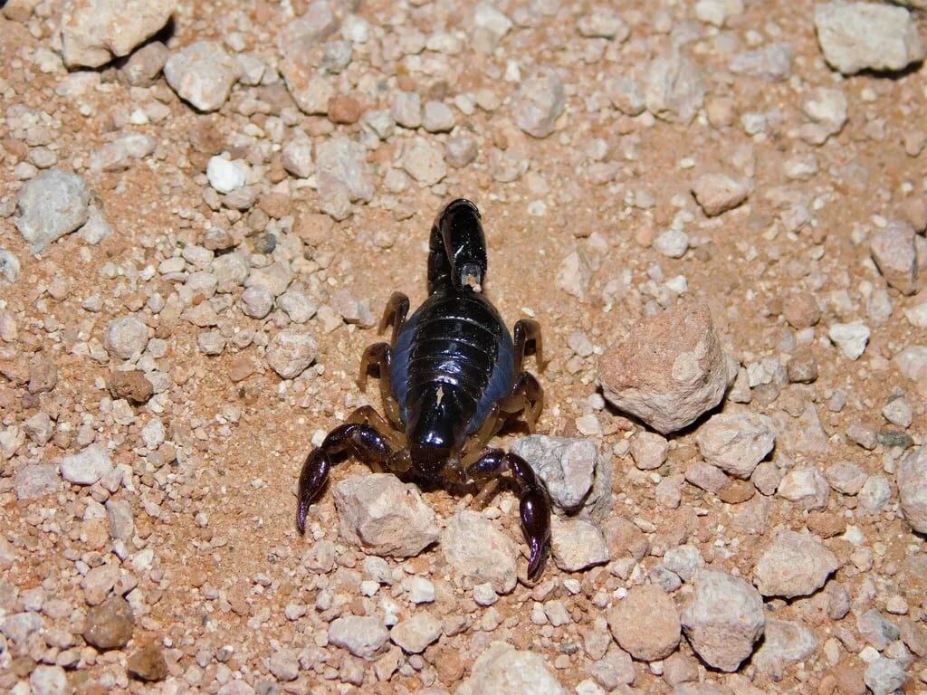 Bothriurus bonariensis