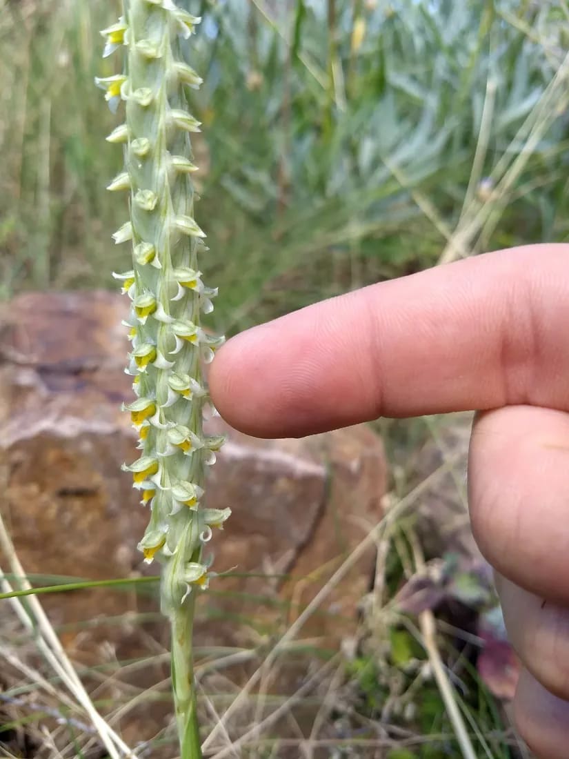 Brachystele dilatata