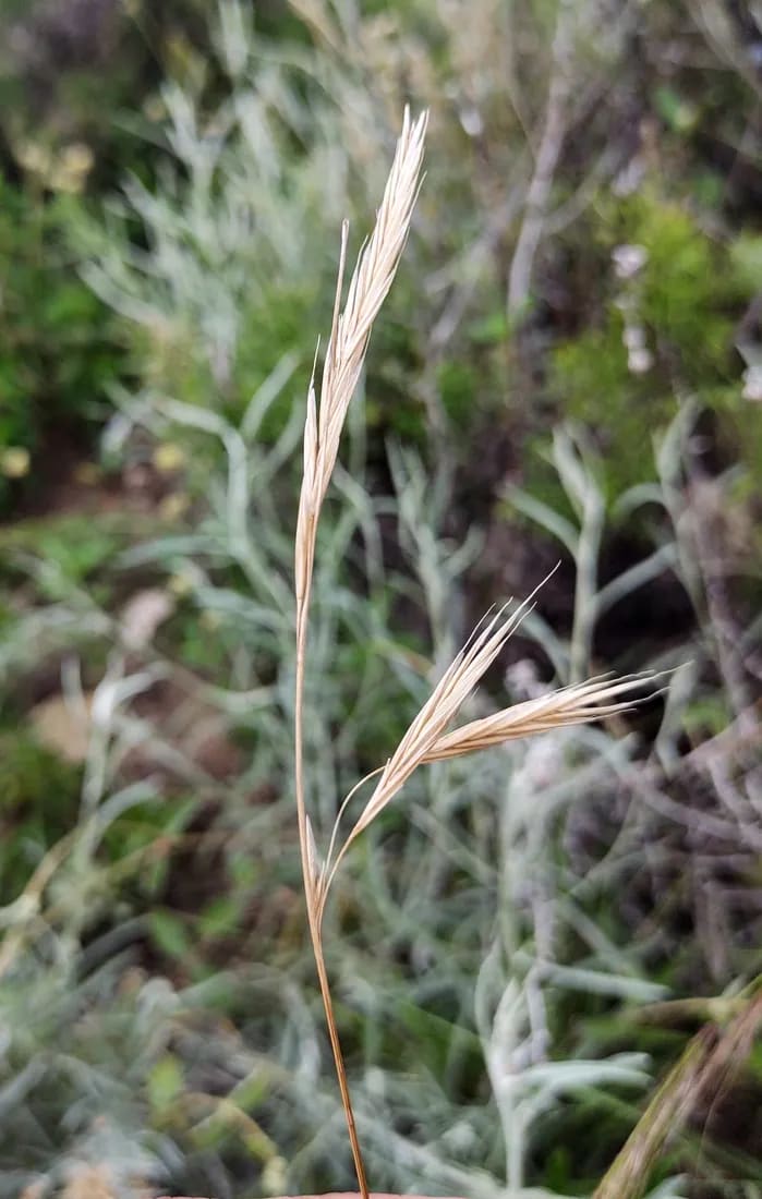 Cebadilla chaqueña