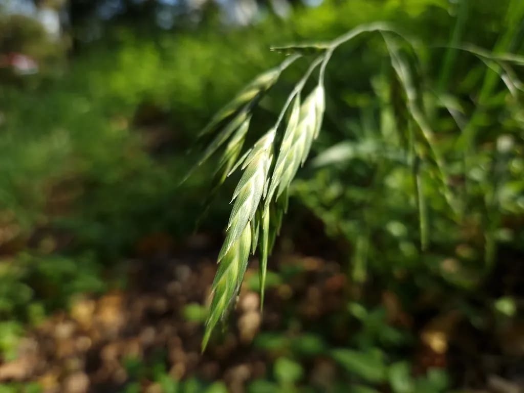 Cebadilla criolla