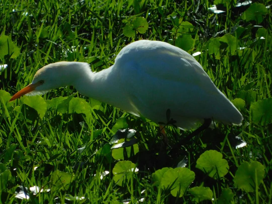 Garza bueyera