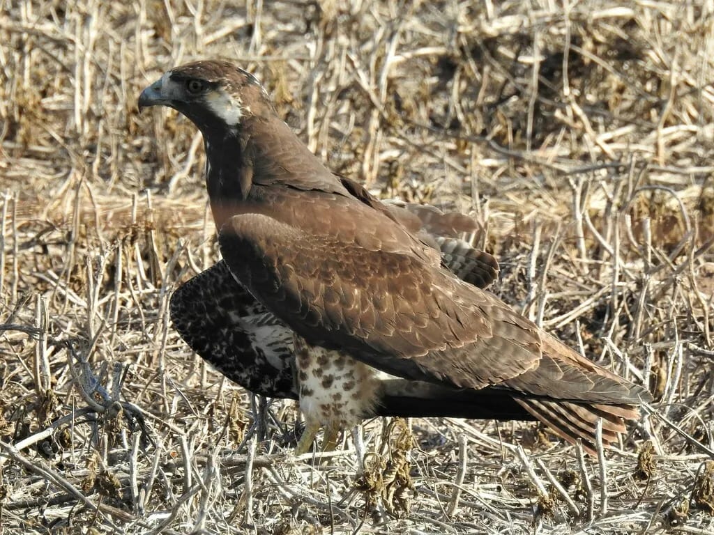 Aguilucho alas largas