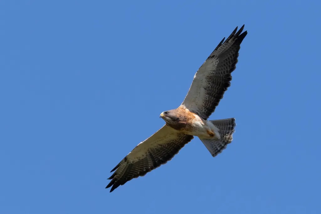 Aguilucho langostero