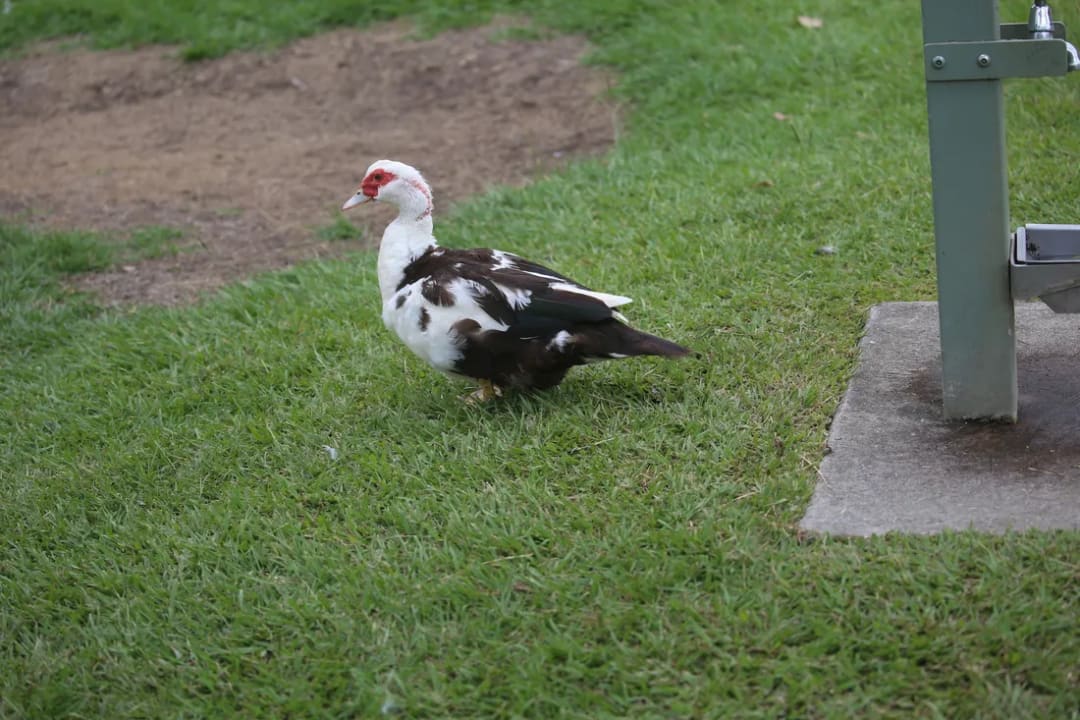 Pato criollo