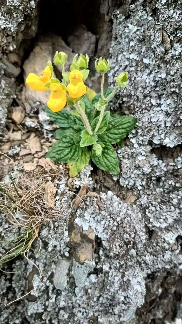 Calceolaria parviflora