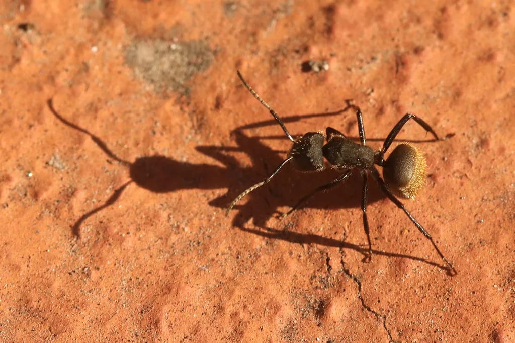 Hormiga carpintera
