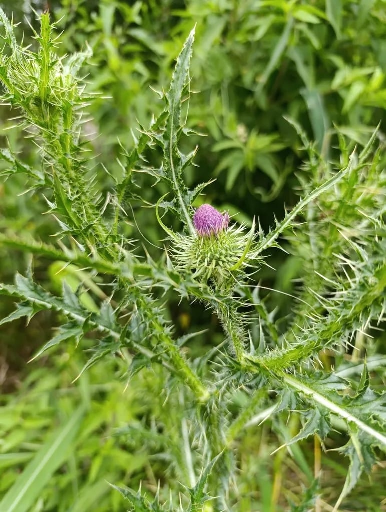 Carduus acanthoides