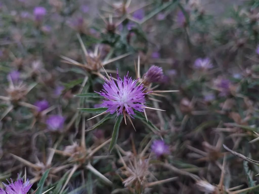 Centaurea calcitrapa