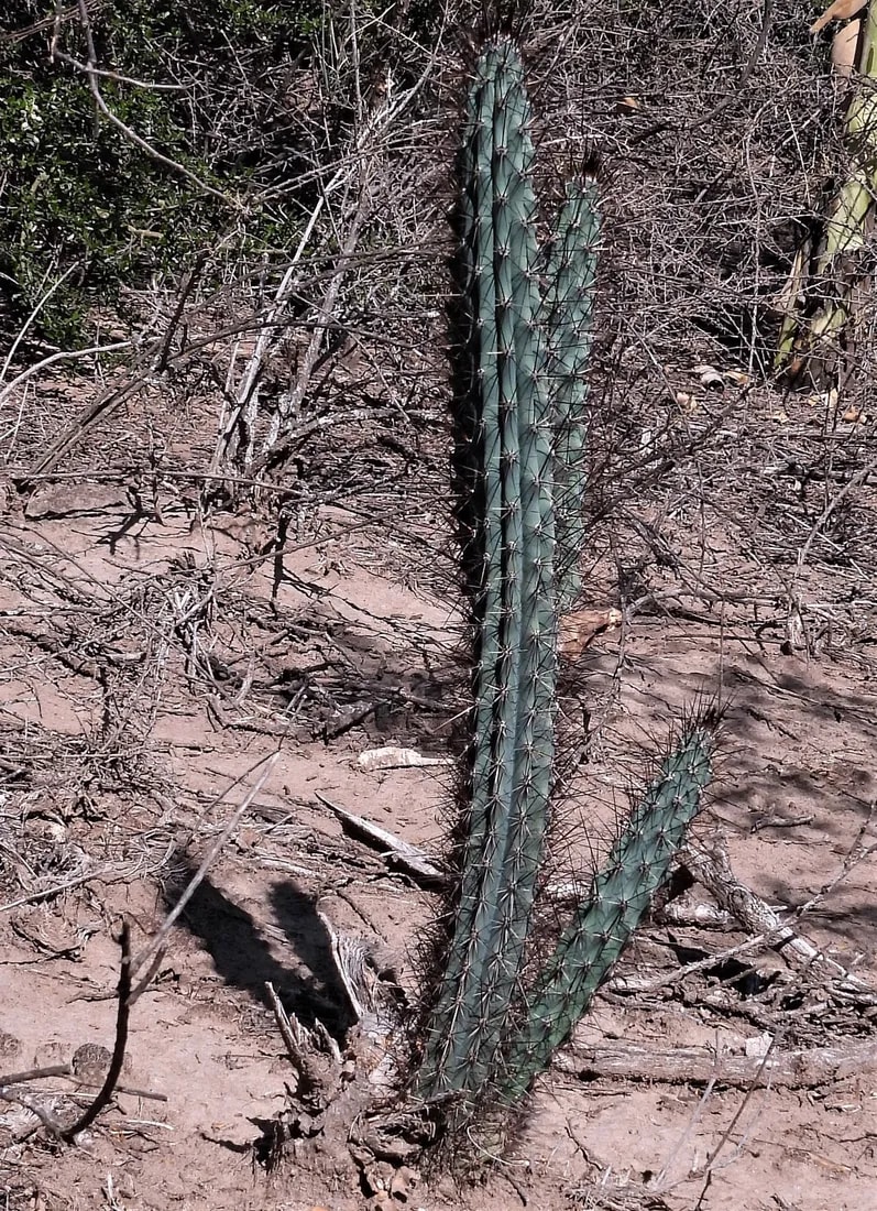 Cardón