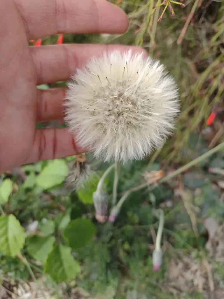 Chaptalia sinuata