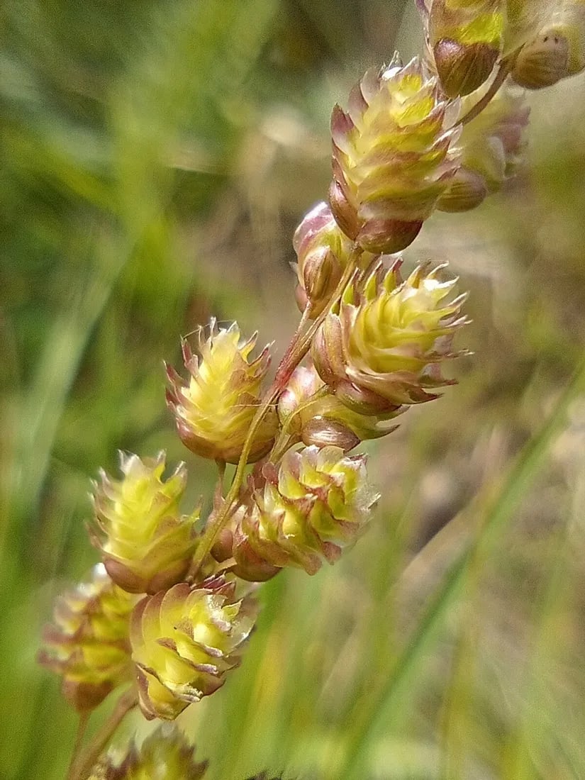 Linternita
