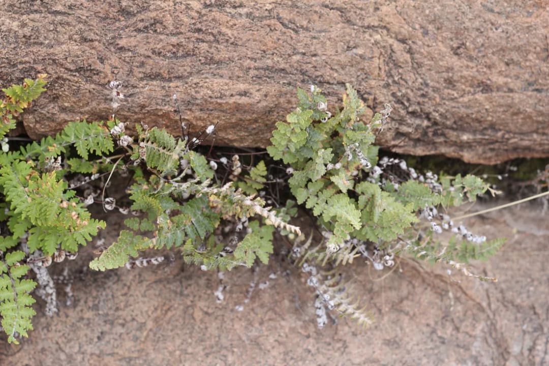 Cheilanthes buchtienii