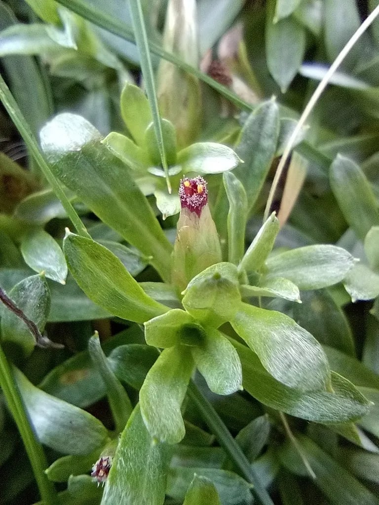 Chevreulia sarmentosa