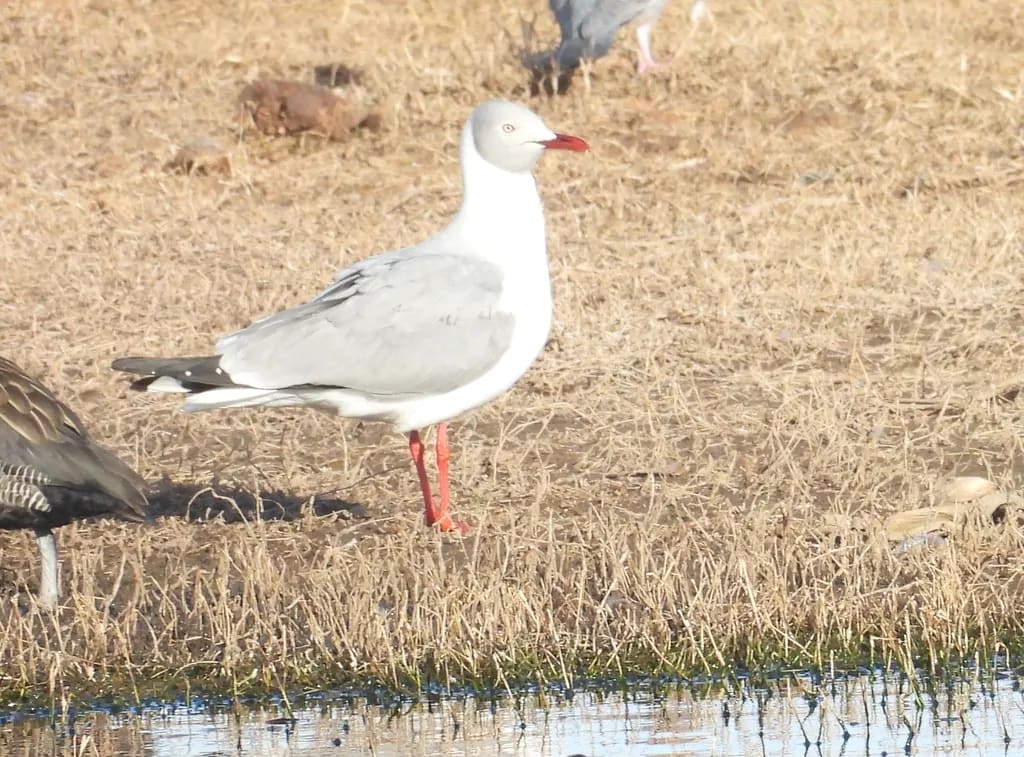 Gaviota capucho gris