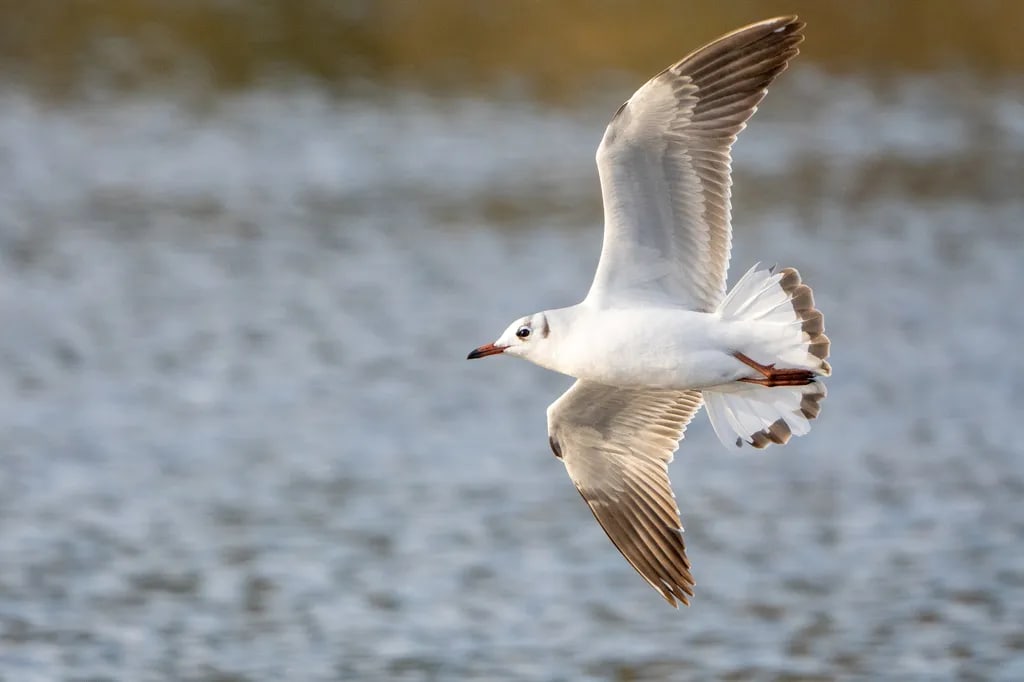 Gaviota capucho café