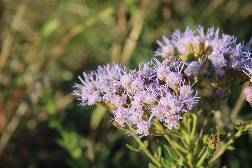 Chromolaena hirsuta