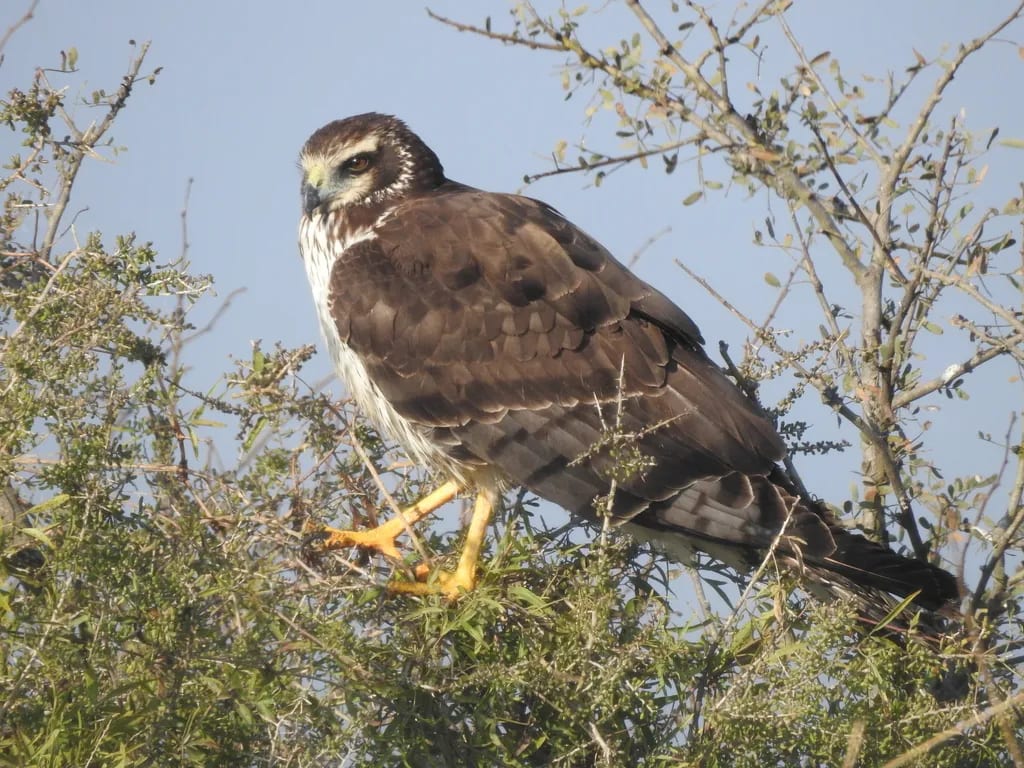 Gavilán planeador