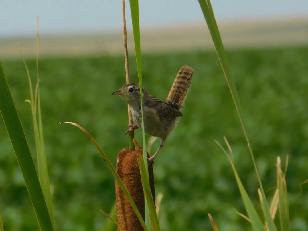 Ratona aperdizada