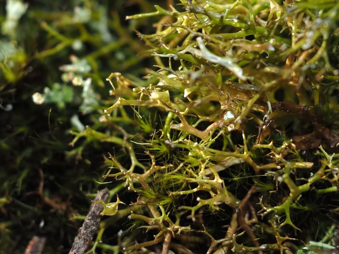 Cladia aggregata
