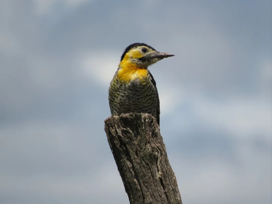 Carpintero campestre
