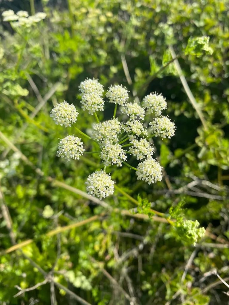 Cicuta — foto 2