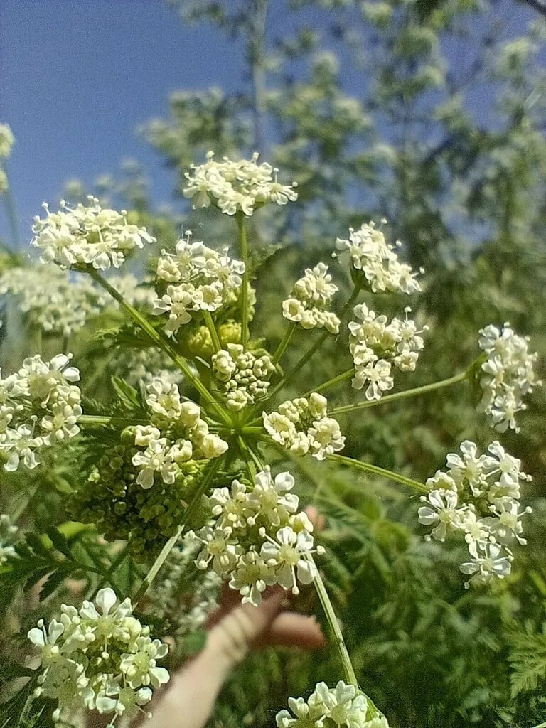 Cicuta — foto 3