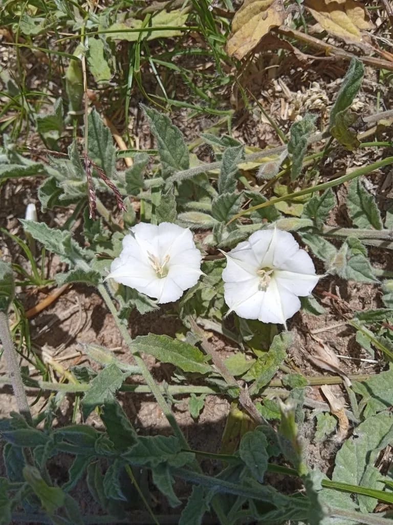 Convolvulus hermanniae