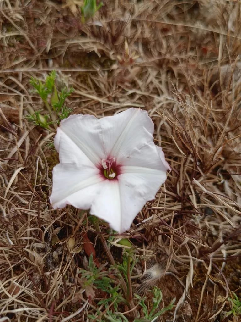 Convolvulus laciniatus