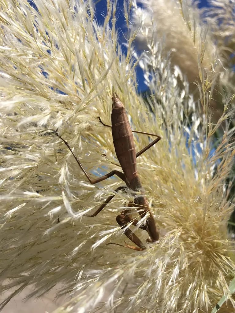 Coptopteryx argentina