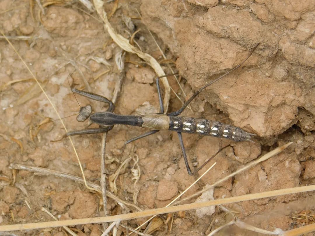Mantis de alas cortas