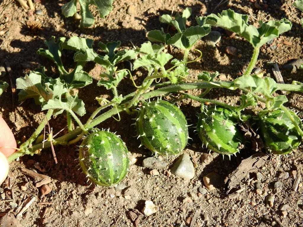 Melón espinoso