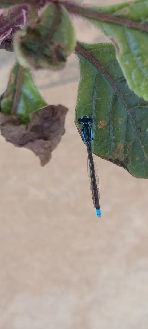 Cyanallagma bonariense