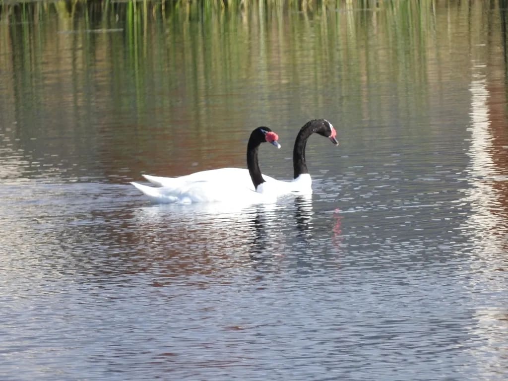 Cisne cuello negro