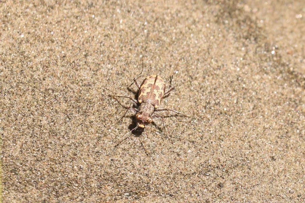 Cylindera apiata