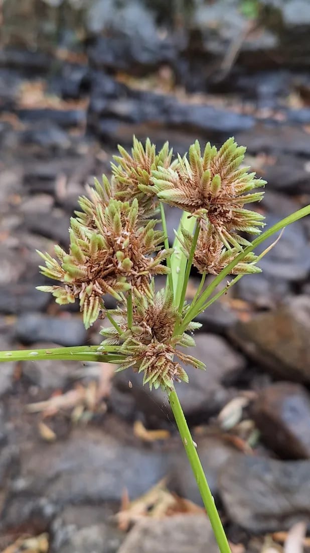 Cyperus eragrostis