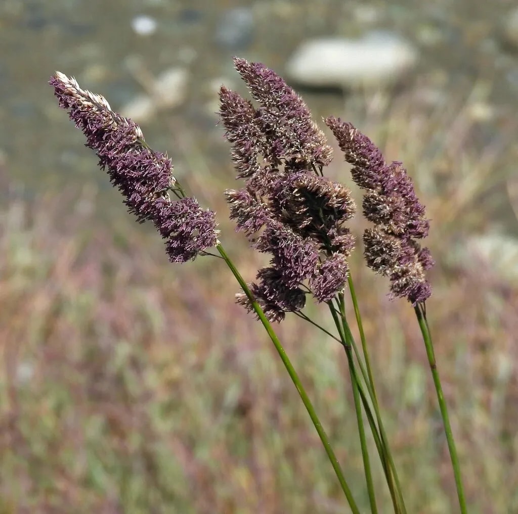 Pasto ovillo