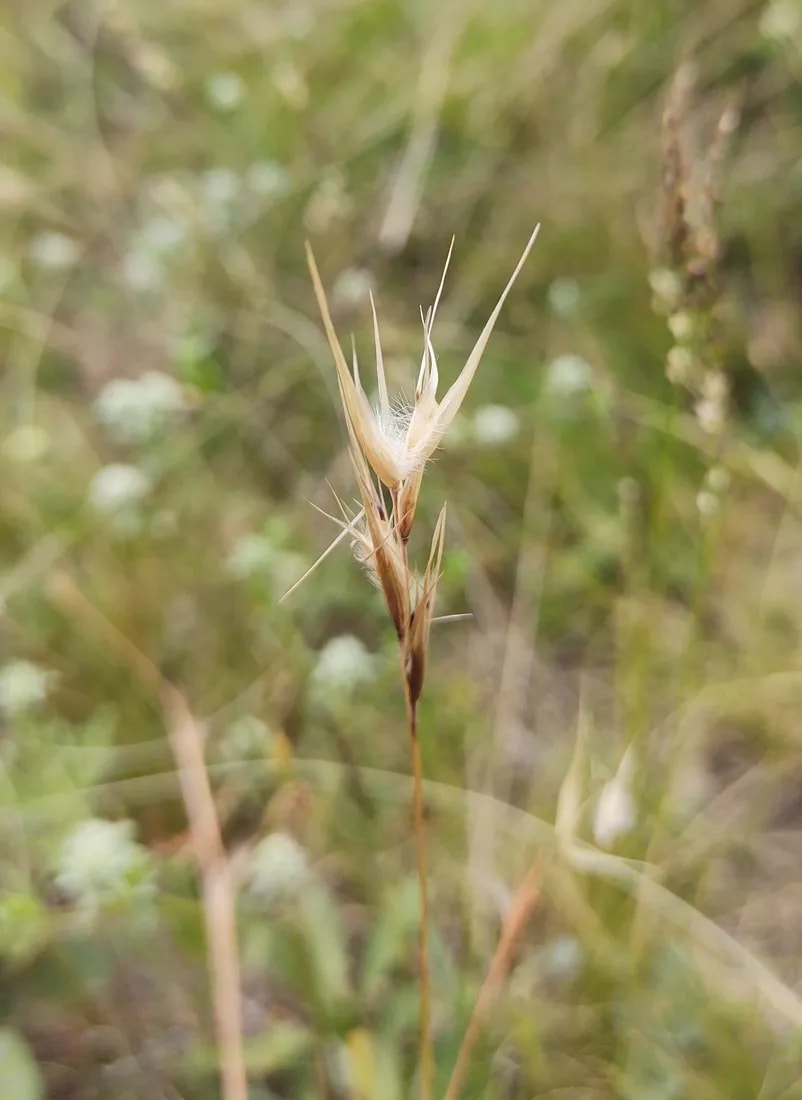 Danthonia cirrata