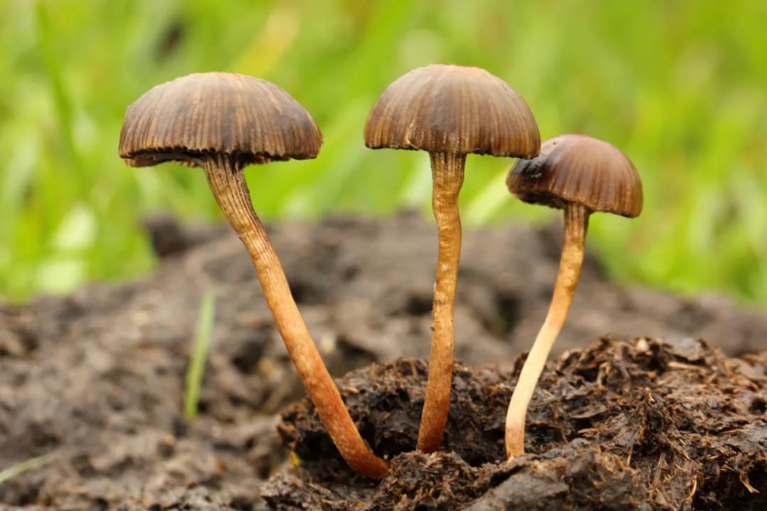 Deconica coprophila