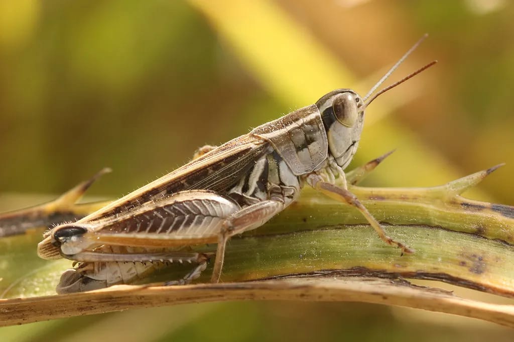 Dichroplus pratensis