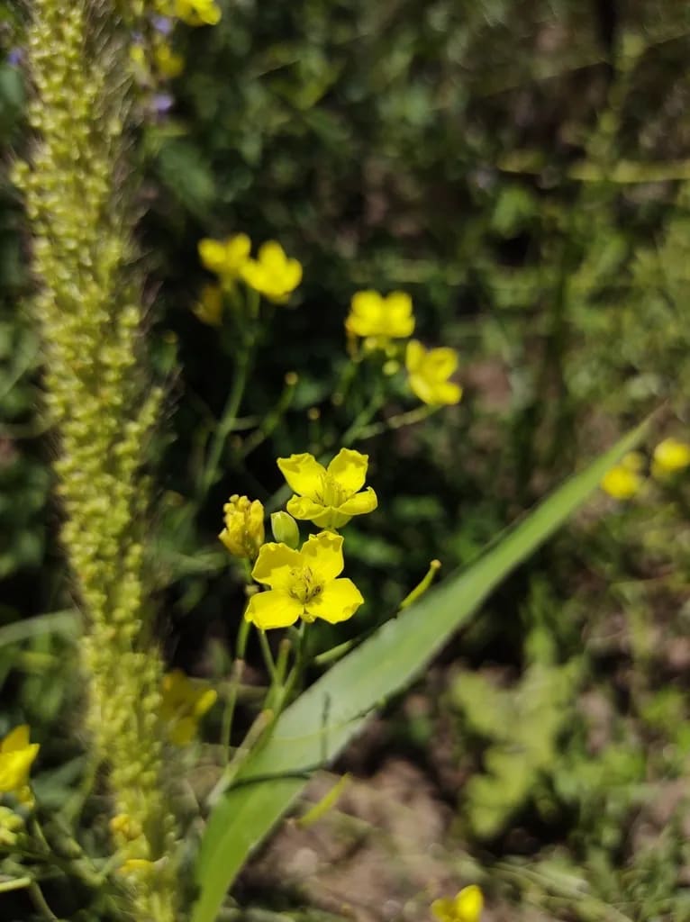 Flor amarilla