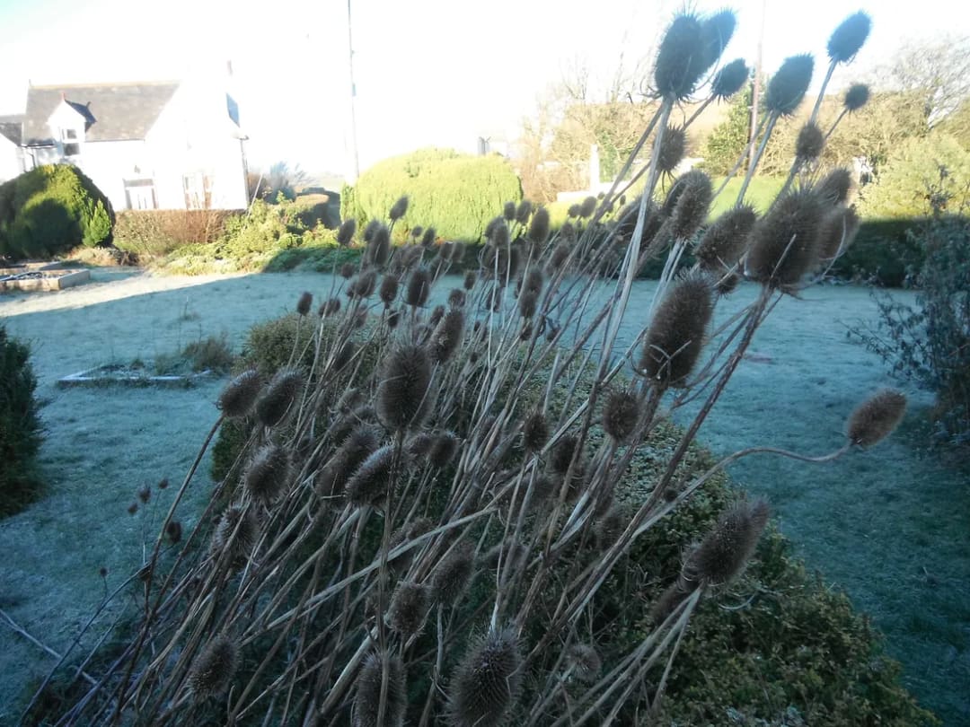 Dipsacus fullonum