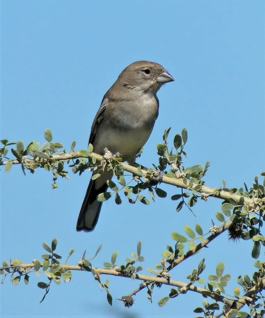 Diuca común