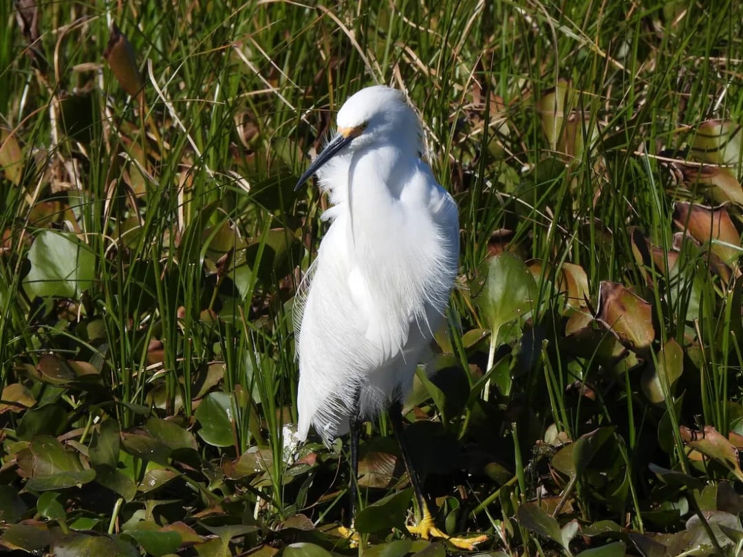 Garcita blanca